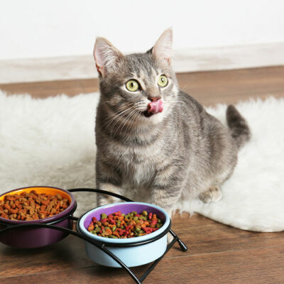 10 Black Friday 2022 cat food deals to look out for