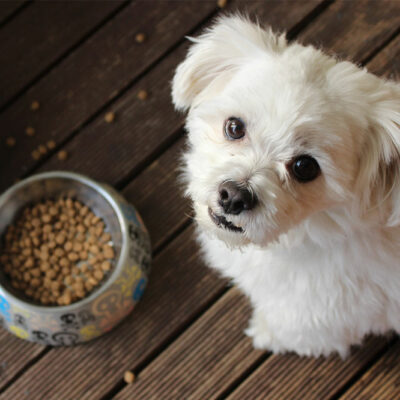 10 Black Friday 2022 dog food deals to look forward to