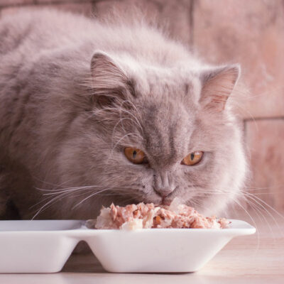 7 human foods that even cats can safely enjoy
