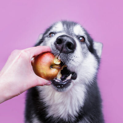 7 safe home foods for dogs to enjoy
