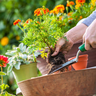 6 common gardening mistakes to avoid for a lush garden