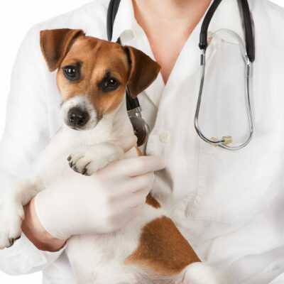 4 signs indicating that one’s pet dog is sick