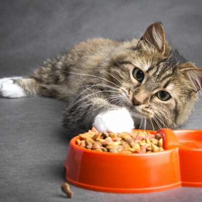 Top 10 Cat Food Deals to Consider on Black Friday 2023