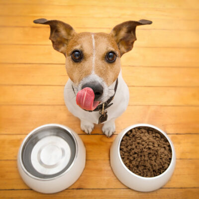 10 Best Black Friday Dog Food Deals to Expect in 2023